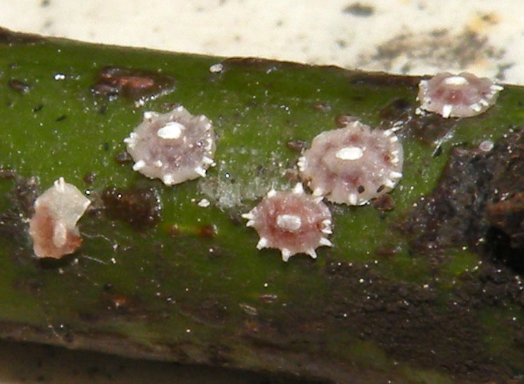 Cocciniglie